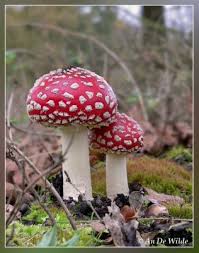 Image result for vliegenzwam