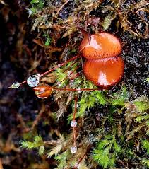Attēlu rezultāti vaicājumam “Diderma cingulatum”