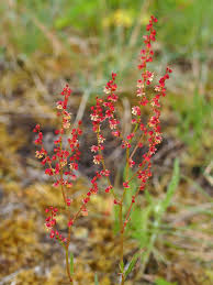Attēlu rezultāti vaicājumam “Rumex acetosa flower”