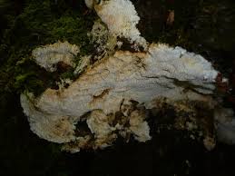 Attēlu rezultāti vaicājumam “Rigidoporus crocatus”