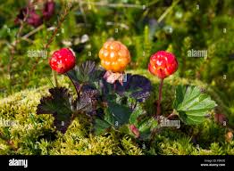 Attēlu rezultāti vaicājumam “Rubus chamaemorus leaf”