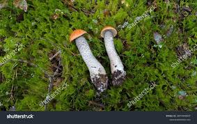 Attēlu rezultāti vaicājumam “Leccinum versipelle”