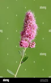 Attēlu rezultāti vaicājumam “Spiraea salicifolia flower”