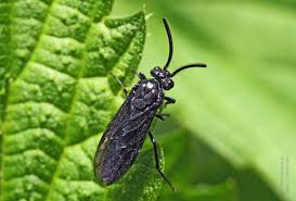 Attēlu rezultāti vaicājumam “Argidae”