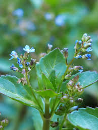 Attēlu rezultāti vaicājumam “Veronica beccabunga bud”