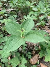 Attēlu rezultāti vaicājumam “Paris quadrifolia leaf”