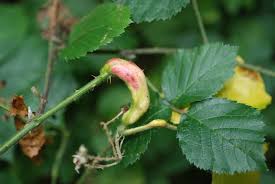 Attēlu rezultāti vaicājumam “Diastrophus rubi”