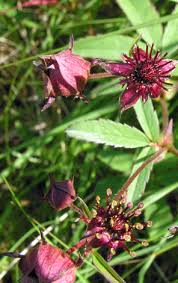 Attēlu rezultāti vaicājumam “Comarum palustre leaf”