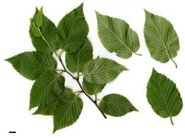 Attēlu rezultāti vaicājumam “Betula humilis leaf”