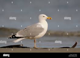 Attēlu rezultāti vaicājumam “Larus argentatus adult”