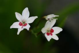 Attēlu rezultāti vaicājumam “Lophozia laxa macro”