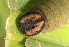 Attēlu rezultāti vaicājumam “Ochlodes sylvanus underside”