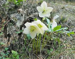 Attēlu rezultāti vaicājumam “Helleborus niger flower”