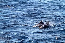 Image result for Lagenorhynchus albirostris