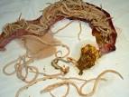 Infection Landscapes: Ascariasis