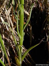 Attēlu rezultāti vaicājumam “Petasites spurius leaf”