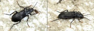 Attēlu rezultāti vaicājumam “Melandrya dubia”