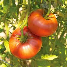 Afbeeldingsresultaat voor brandywine cherry tomato