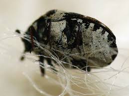 Attēlu rezultāti vaicājumam “Anthrenus sp.”