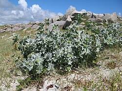 Attēlu rezultāti vaicājumam “Eryngium maritimum bud”