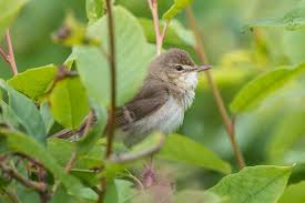 Attēlu rezultāti vaicājumam “Acrocephalus dumetorum”