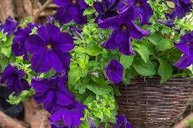 Image result for Petunia