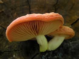 Attēlu rezultāti vaicājumam “Rhodotus palmatus”