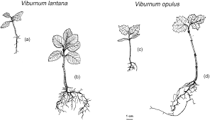 Attēlu rezultāti vaicājumam “Rhynchaenus lonicerae”