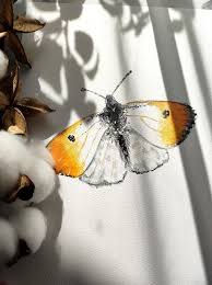 Attēlu rezultāti vaicājumam “Anthocharis cardamines”