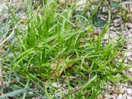 Attēlu rezultāti vaicājumam “Poa trivialis leaf”