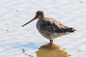Image result for Limosa haemastica