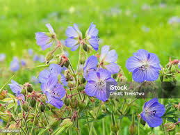 Attēlu rezultāti vaicājumam “Geranium pratense flower”