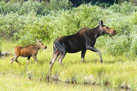 Attēlu rezultāti vaicājumam “Alces alces”