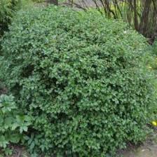 Attēlu rezultāti vaicājumam “Ribes alpinum”