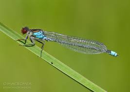 Attēlu rezultāti vaicājumam “Erythromma najas”