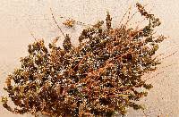 Attēlu rezultāti vaicājumam “Syntrichia ruralis var. ruralis sporophyte”