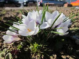 Attēlu rezultāti vaicājumam “Crocus vernus subsp. vernus flower”
