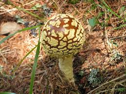 Attēlu rezultāti vaicājumam “Amanita regalis”