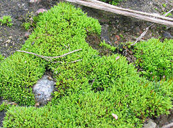 Attēlu rezultāti vaicājumam “Tortula truncata”