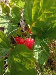 Attēlu rezultāti vaicājumam “Rubus saxatilis fruit”