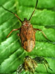 Attēlu rezultāti vaicājumam “Psallus sp. imago”