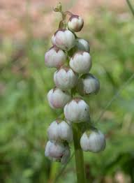 Attēlu rezultāti vaicājumam “Pyrola minor bud”