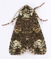 Attēlu rezultāti vaicājumam “Craniophora ligustri”