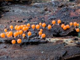 Attēlu rezultāti vaicājumam “Hemitrichia lutescens macro”