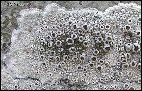 Attēlu rezultāti vaicājumam “Lecanora chlarotera”