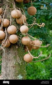 Attēlu rezultāti vaicājumam “Calamagrostis canescens fruit”