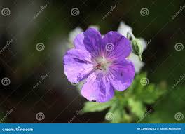 Attēlu rezultāti vaicājumam “Geranium bohemicum”