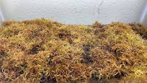 Attēlu rezultāti vaicājumam “Sphagnum austinii”