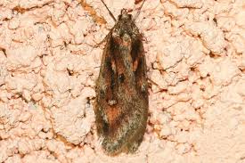 Attēlu rezultāti vaicājumam “Semioscopis oculella”