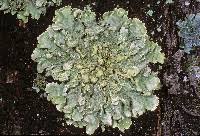 Attēlu rezultāti vaicājumam “Flavoparmelia caperata”